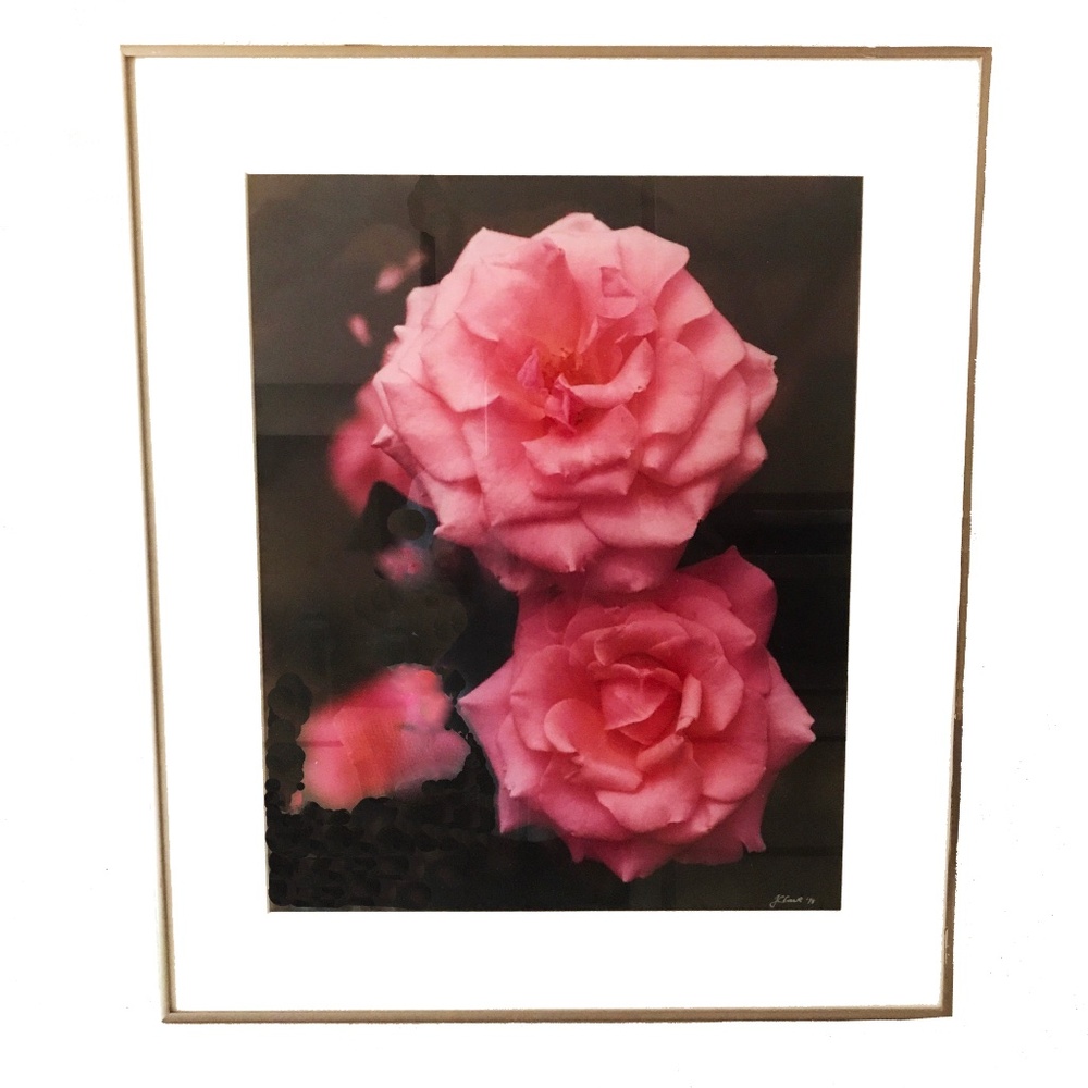 Framed Photograph of Roses